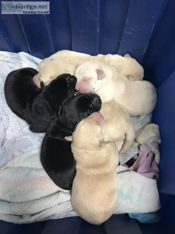 Lab Puppies