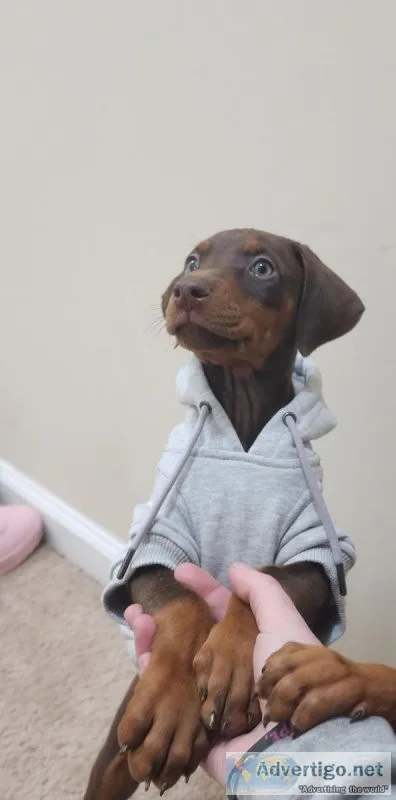 CKC registered Doberman puppies