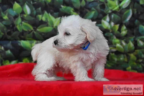 Miniature Schnauzer Puppies