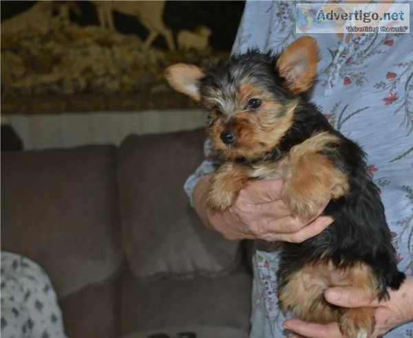 Purebred Yorkshire Terrier