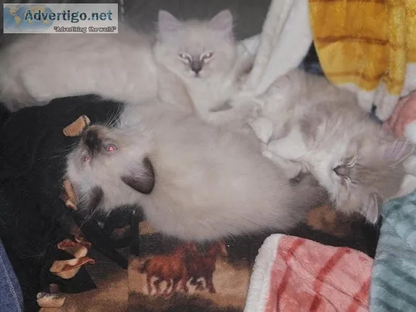 Female Ragdoll Lilac kitten