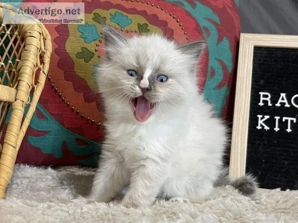 Ragdoll kittens and maine coon kittens