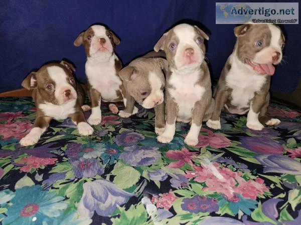 Boston terrier