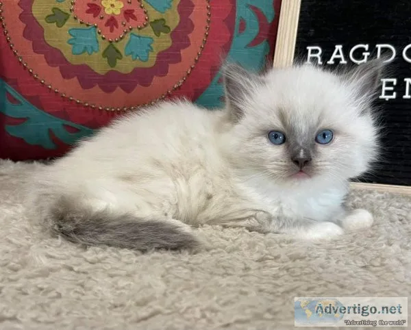 Ragdoll kittens and maine coon kittens
