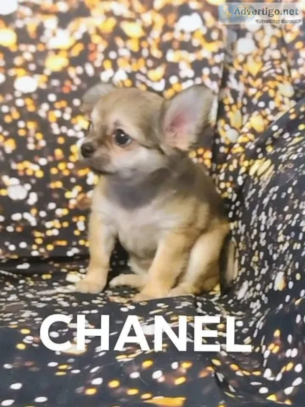 Akc Chihuahuas (Ivy league chihuahuas)