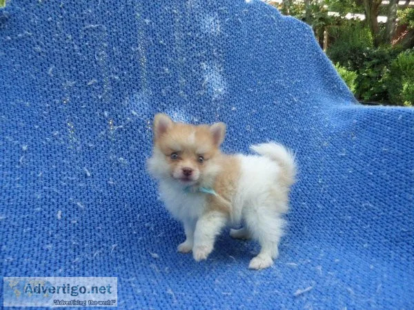 Pomeranian Puppies