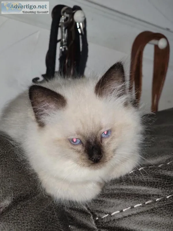 Male Ragdoll Seal Point