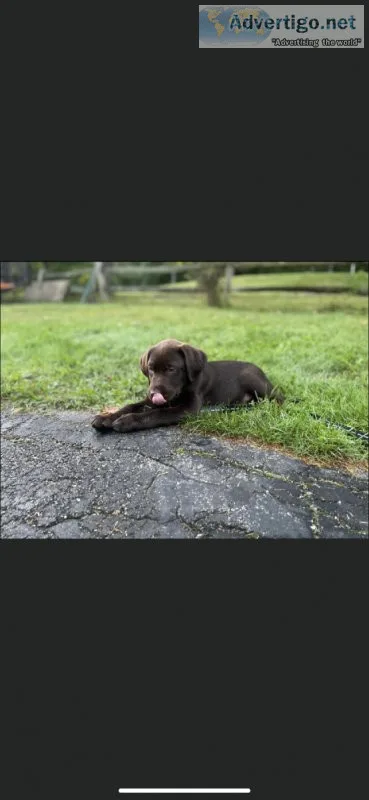 Labrador puppy