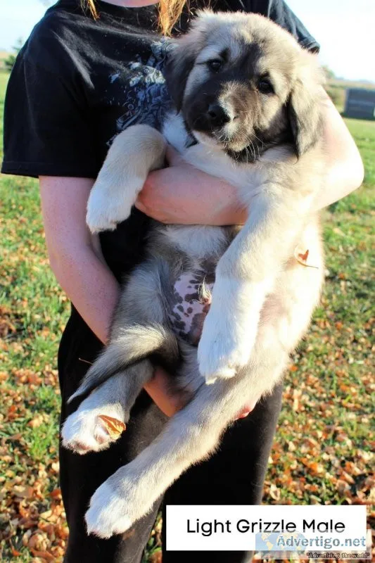 LGD Caucasian Ovcharka Puppies