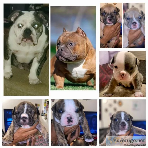 Fullblooded bullies
