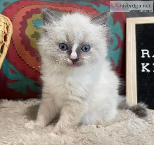 Ragdoll kittens and maine coon kittens