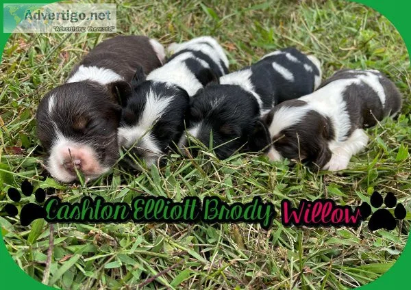 Cocker spaniel puppies for sale