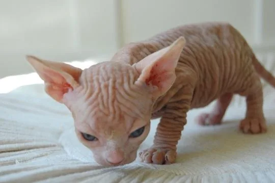 nfrality Sphynx Kittens for sale