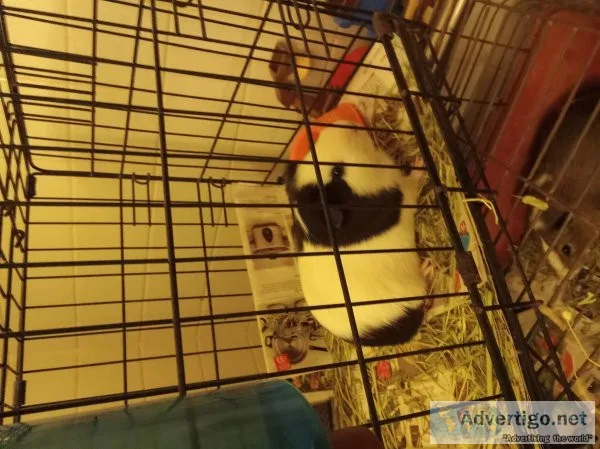 Guinea pig
