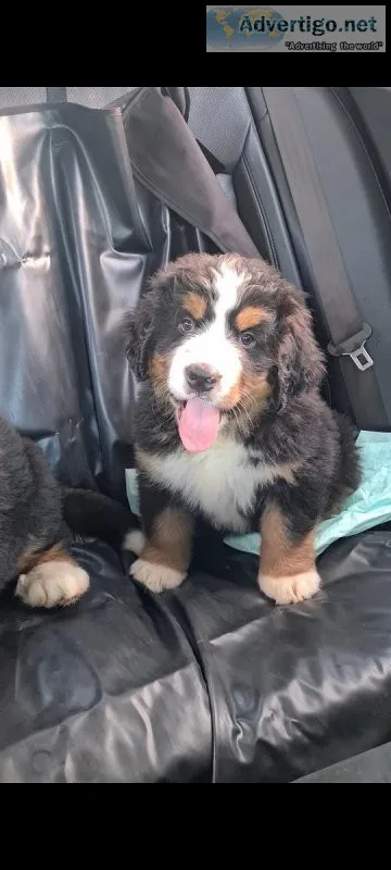 Bernese mountain puppies