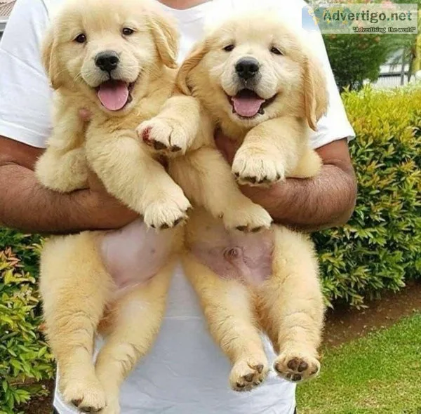 Golden Retriever puppies for sale