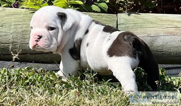 affectionate English Bulldog puppies