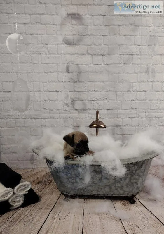 Tiniest Pug Puppy