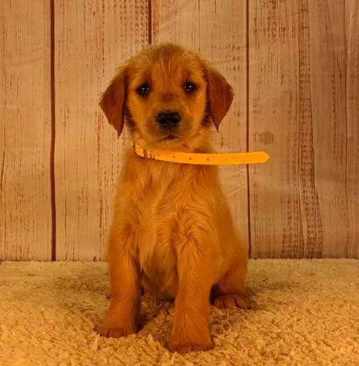 Molly Golden Retriever puppies