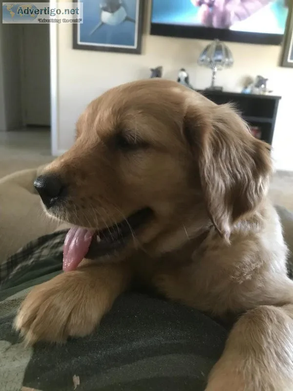 Golden Retriever Puppies