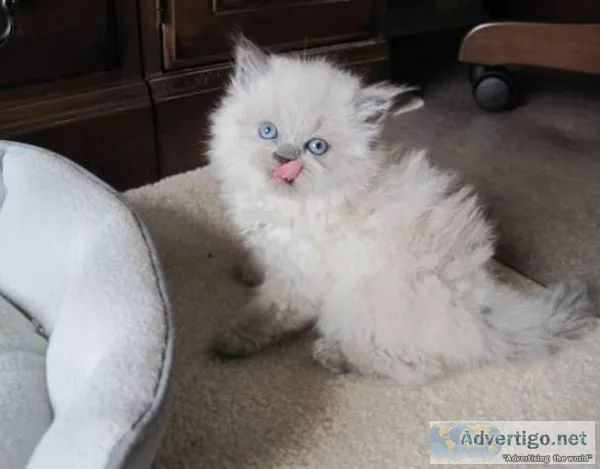 jtffj  Himalayan Kittens for sale