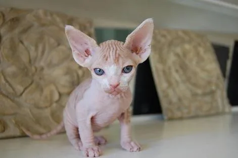 Quality Sphynx Kittens for sale