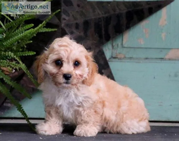 Cavachon Puppy