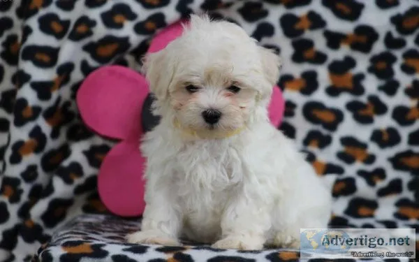 Maltese Puppy