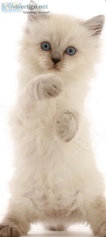 Beautiful Himalayan Kittens
