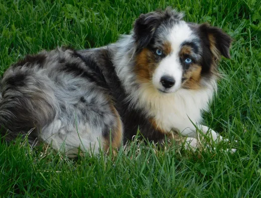 Australian shepherd PUPPIES