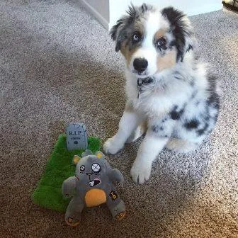 Australian Shepherd Puppy