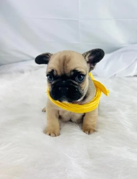 Healthy Gorgeous French bulldog Puppies .