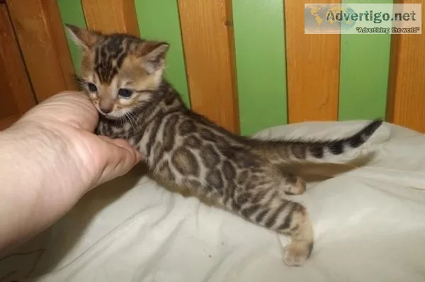 Available Bengal Kittens for sale