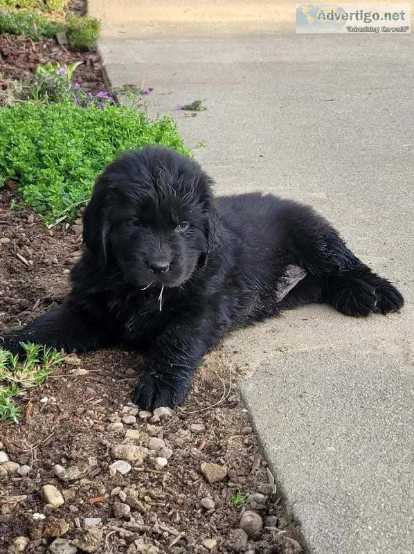 Newfoundland Puppy