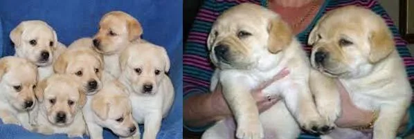 Labrador Puppies for sale