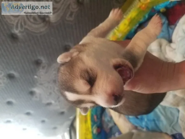 SIBERIAN HUSKY PUPPYS