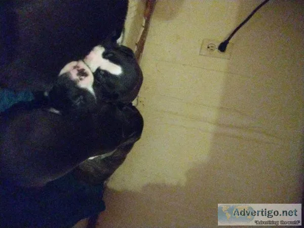 Pit bull puppies