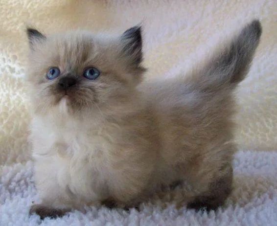Cute Himalayan Kittens for sale
