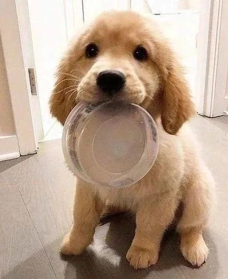 A handsome and loving Golden Retriever