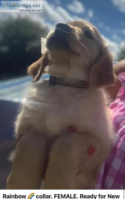 Golden Retriever Pups 9373715647Text