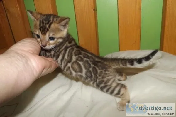 hdseey Bengal Kittens for sale