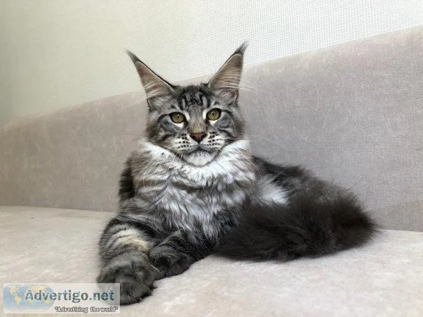 Maine coon kittens