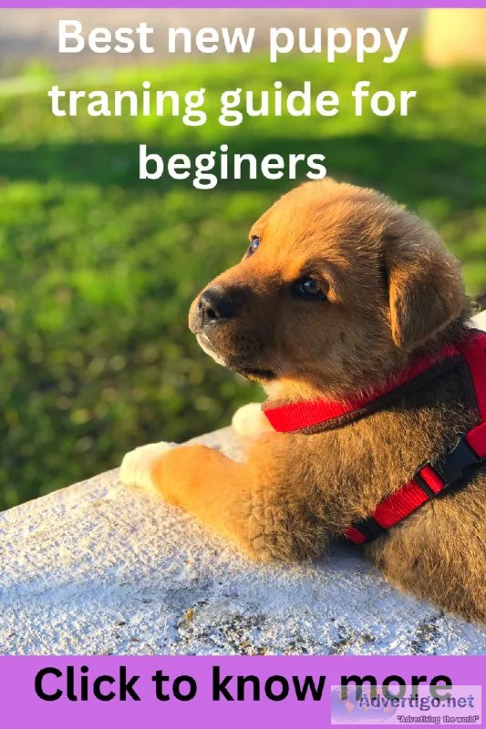 Clear efficient and fast method To train new puppy