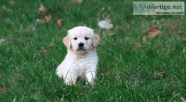 Playing Golden Retriever puppies