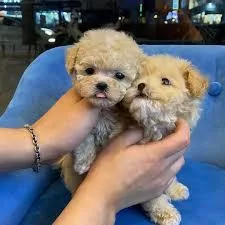 maltipoo puppies for sale