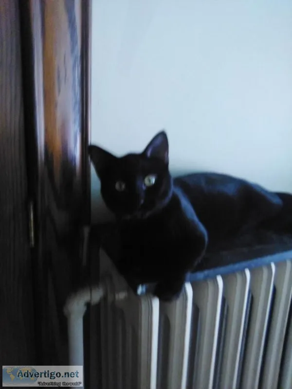 LOOKING FOR GOOD HOMES FOR CATSKITTENS