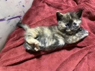 Kittens