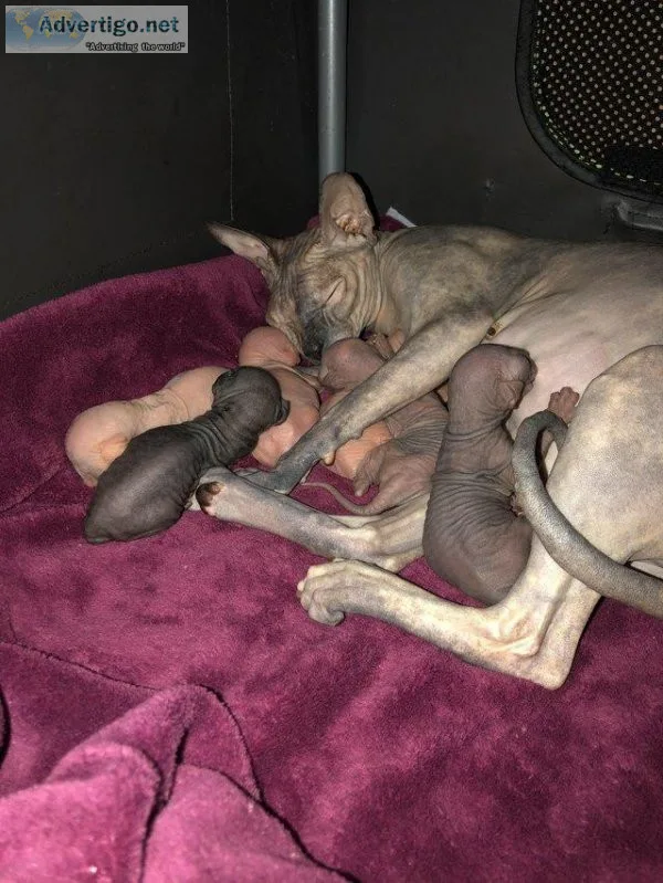 Sphynx kittens for sale