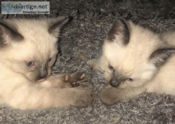 Siamese Kittens