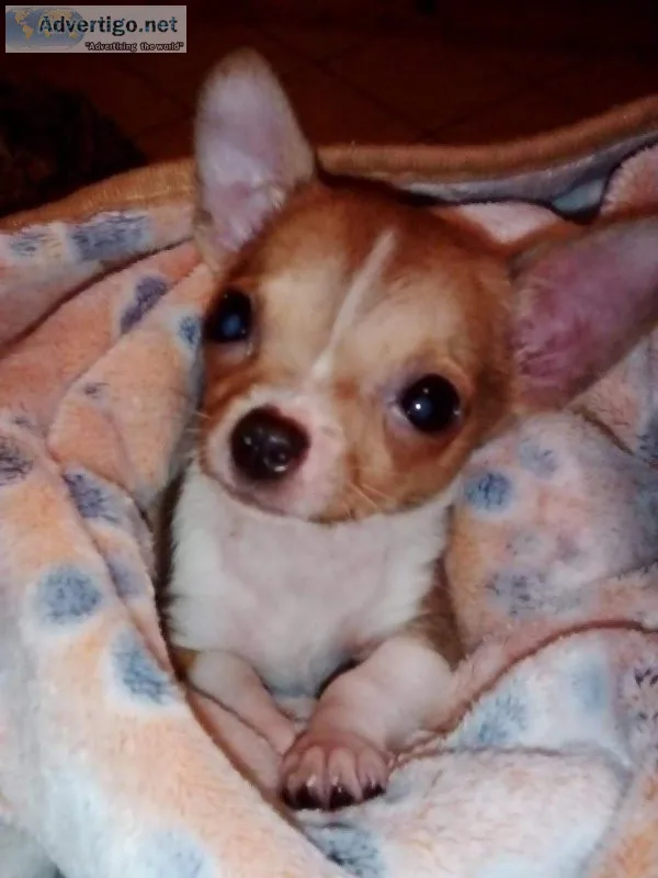Rehoming Beautiful Tiny Chihuahua